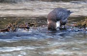 2010-10-30_6032 Wasseramsel 2